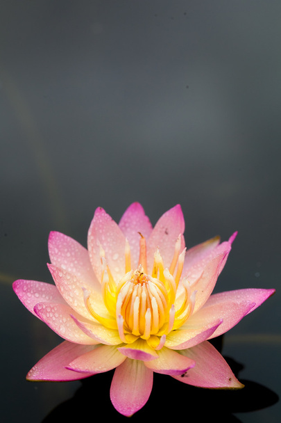 Lotus Wasser Blume Hintergrund - Foto, Bild