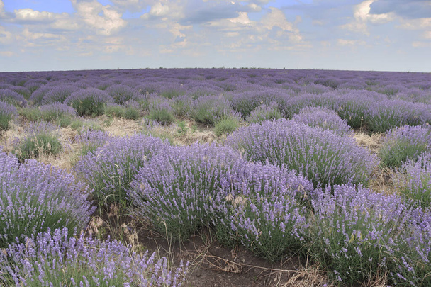 Kaunis laventeli kenttä, Moldova - Valokuva, kuva