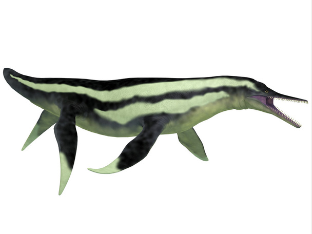 dolichorhynchops plesiosaur na bílém pozadí - Fotografie, Obrázek
