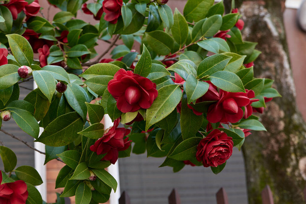 Camellia japonica Blume aus nächster Nähe - Foto, Bild