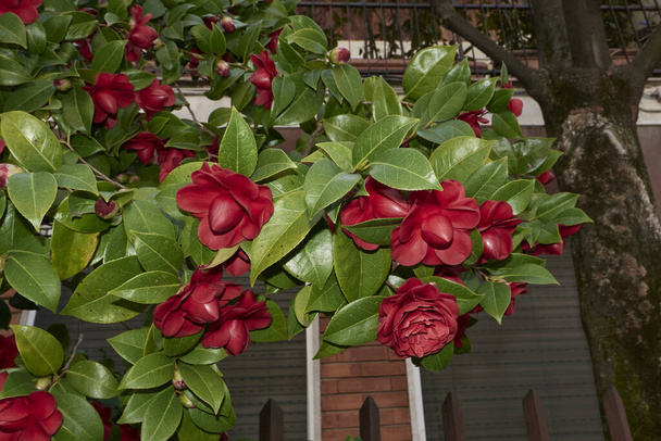 Camellia japonica kukka lähikuva - Valokuva, kuva