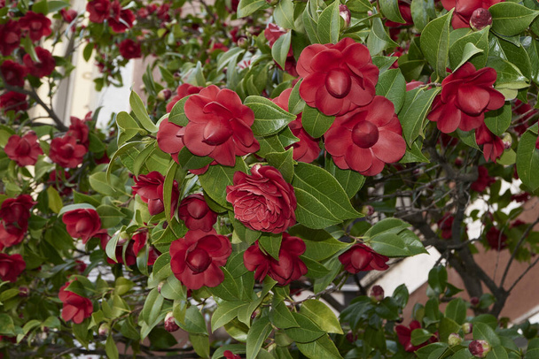 Camellia japonica flower close up - Photo, Image