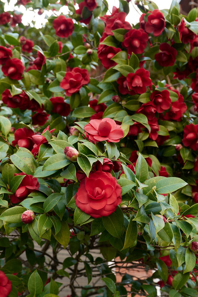 Camellia japonica kwiat zbliżenie - Zdjęcie, obraz