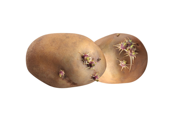 sprouted potatoes - 写真・画像
