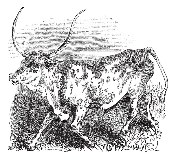 Brazilian, cow, vintage engraving. - Vector, Image