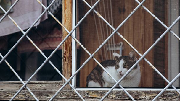 Animaux en captivité, un chat sur la fenêtre derrière les barreaux. Photo de haute qualité - Photo, image