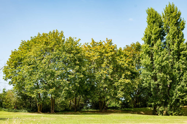 nagy fák a városi parkban nyáron - Fotó, kép