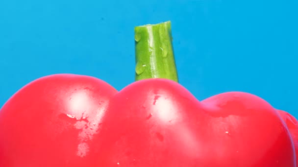 Detailní pohled na červené syrové paprika s kapkami vody izolované na modrém pozadí. Koncept zdravé výživy pro zeleninu. Svislé video - Záběry, video