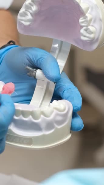 Der Arzt verwendet Zahnbürsten und Zahnmodelle, um zu demonstrieren, wie man seine Zähne richtig putzt. Vertikales Video - Filmmaterial, Video