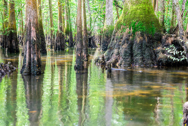 Испанцы, растущие на огромных коленях, выступают над землей из лысых кипарисов в парке Моррисон-Спрингс, округ Уолтон, Флорида, США, лесистые водно-болотные угодья, расположенные в неподвижной или медленно движущейся воде. Taxodium distichum - Фото, изображение