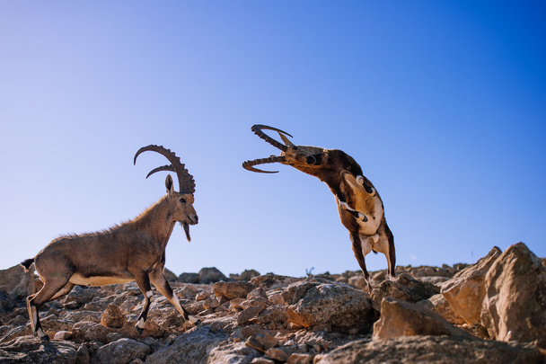 chèvres de montagne
 - Photo, image