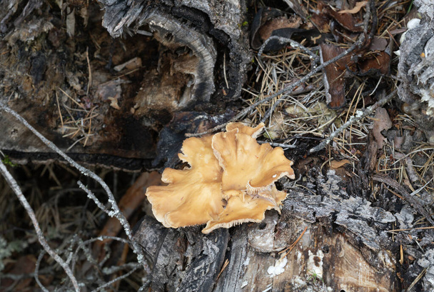  Lilac oysterling, Panus conchatus growing on decomposing birch wood - Photo, Image