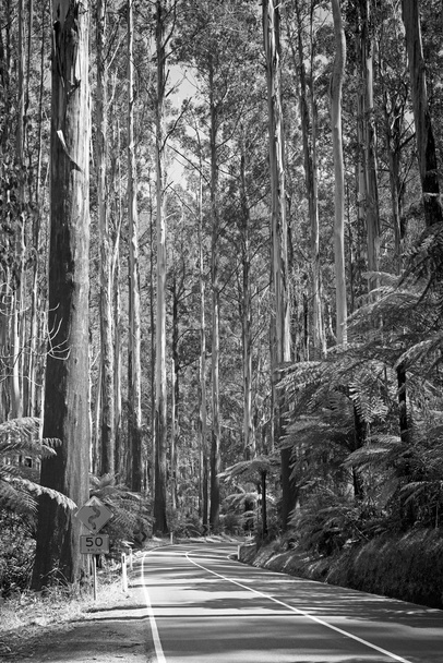 Forest Road zwart en wit - Foto, afbeelding