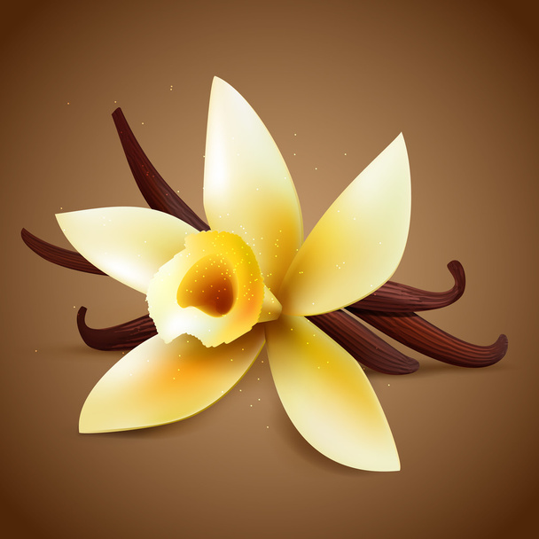 Realistic vanilla flower - Vector, Image