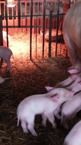 Wiele małych, słodkich, różowych prosiąt je mleko od matki świni w klatce na farmie zwierzęcej. Hodowla prosiąt we wsi. Świnia. Pionowe wideo - Materiał filmowy, wideo