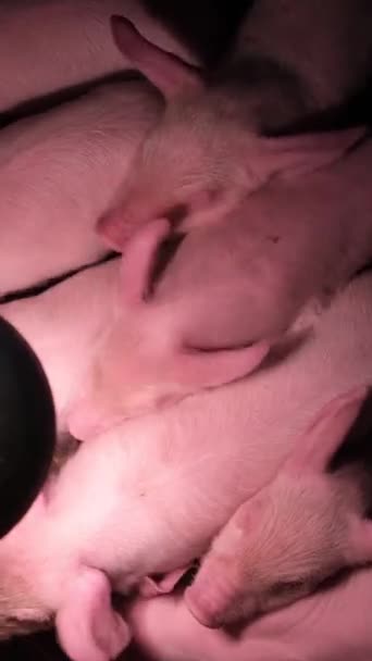 Nowonarodzone prosięta w klatce pod lampą oświetleniową. Małe świnki na farmie. Pionowe wideo - Materiał filmowy, wideo