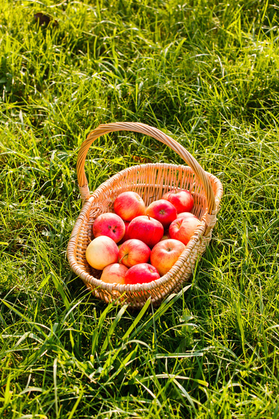 mele rosse nel cestino - Foto, immagini