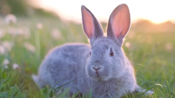 Lindo conejo sobre hierba verde con grandes orejas. Un encantador conejo gris en el jardín. Vídeo vertical. - Metraje, vídeo