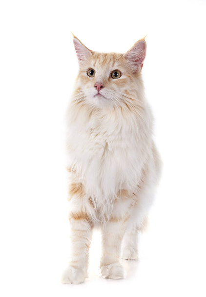 Norwegian Forest cat in front of white background - Photo, Image