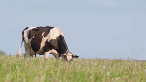Egy tejelő tehén füvet eszik egy zöld réten. Mezőgazdasági állattenyésztés. Ökológiailag tiszta terület. Függőleges videó - Felvétel, videó