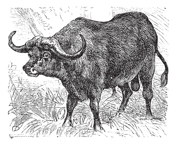 Búfalo africano o caffer Syncerus, búfalo, grabado vintage
. - Vector, Imagen