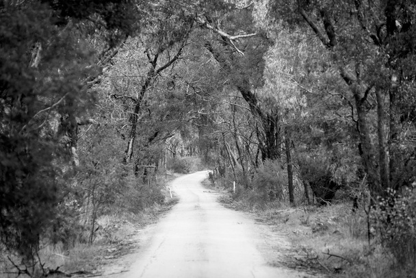 Floresta Estrada Preto e Branco
 - Foto, Imagem