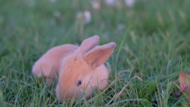 Заєць сидить у зеленому полі, червоний заєць у дикій природі на зеленому тлі. Красивий кролик їсть траву
 - Кадри, відео