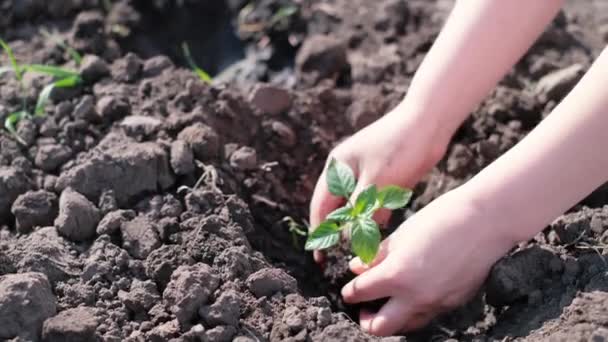 Mãos de uma mulher plantando uma planta jovem. Terra seca. Preservação da ecologia. - Filmagem, Vídeo