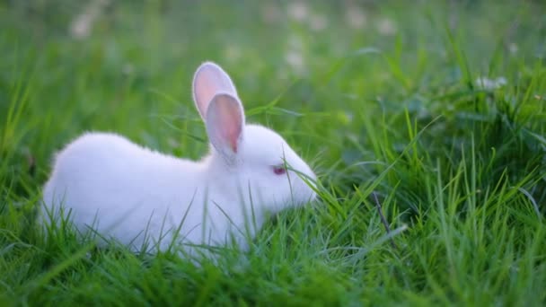 Roztomilý bílý králík jí trávu na louce. Roztomilý malý bílý holandský králík hrající si na zelené trávě. Koncept Velikonoc. Svislé video - Záběry, video