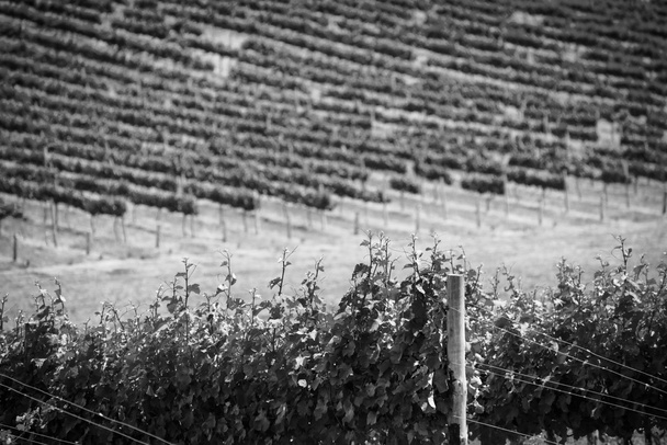Виноградні лози чорно-білі - Фото, зображення