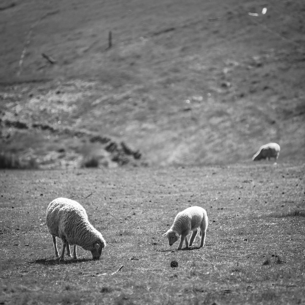 Grazing Sheep Black and White - Photo, Image