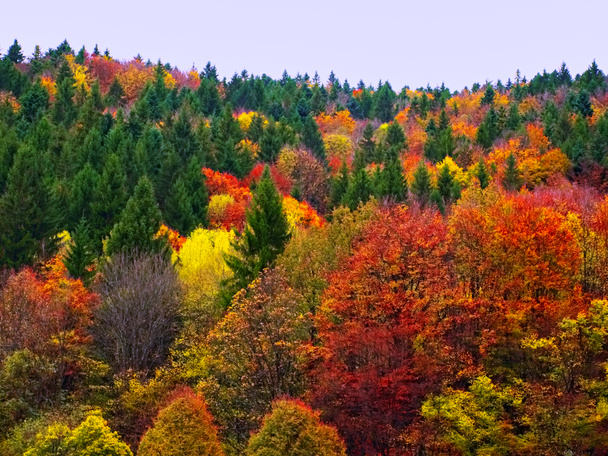 autunno foresta colorata
 - Foto, immagini