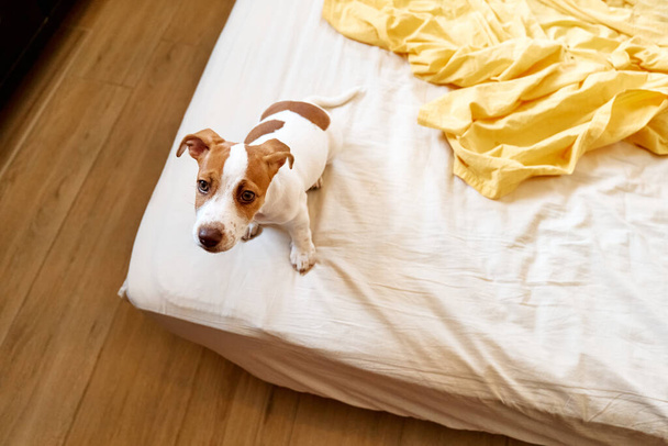 Jack Russell terriër puppy speelt op het bed van de eigenaar. Grappig klein wit en bruin hondje dat zich thuis vermaakt. Hondenonderwijs. - Foto, afbeelding