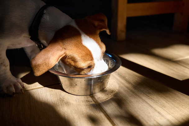 Cute jack russell perro terrier cachorro comer comida seca o beber agua de un tazón de acero en la mañana. Dieta saludable para mascotas. - Foto, imagen