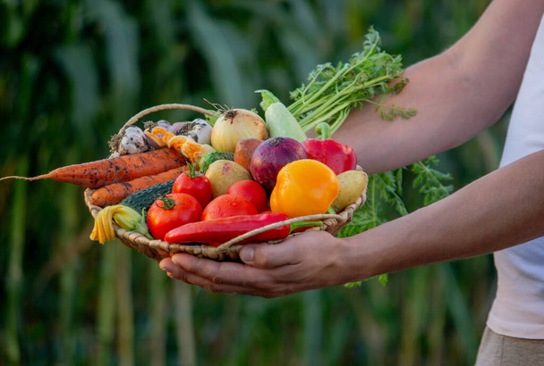 Çiftçi elinde bir sepet sebze tutuyor. Seçici odaklanma. Doğa - Fotoğraf, Görsel
