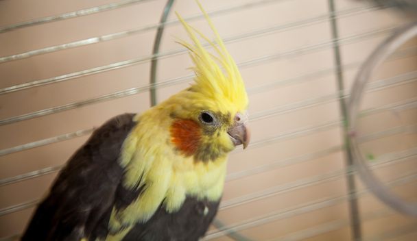 Желтый попугай-петушок сидит в металлической клетке
 - Фото, изображение