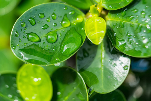 Makró közelkép gyönyörű friss zöld levél csepp vízzel, miután az eső a reggeli napfény természet háttér. - Fotó, kép