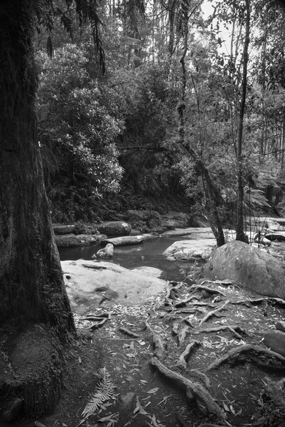 Otways Park Narodowy czarno-białe - Zdjęcie, obraz