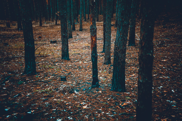 Abgefärbter Anblick eines unheimlich dunklen Waldes mit verbrannten Baumstämmen - Foto, Bild