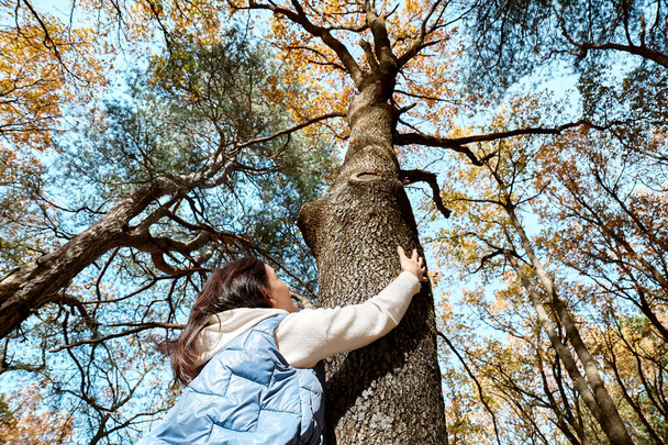 Happy middle-aged woman hugging big tree in autumn forest. Spending time in fall nature for exercise and fitness for wellness and healthy lifestyle. Freedom and unity with nature concept. - 写真・画像