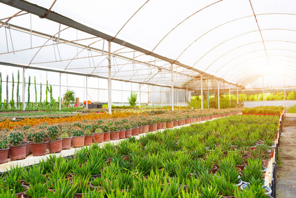Zelené haworthia pěstované šarže set na prodej ve skleníku, na pozadí jiných sukulentů a kaktusů - Fotografie, Obrázek