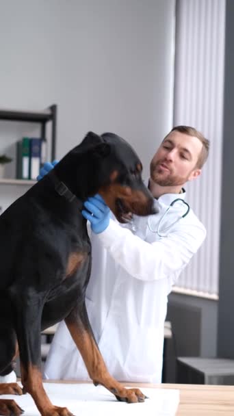 Κάθετο βίντεο ενός σκύλου και ενός κτηνιάτρου. Ένα μεγάλο καφέ Ντόμπερμαν εξετάζεται σε κτηνιατρική κλινική.. - Πλάνα, βίντεο