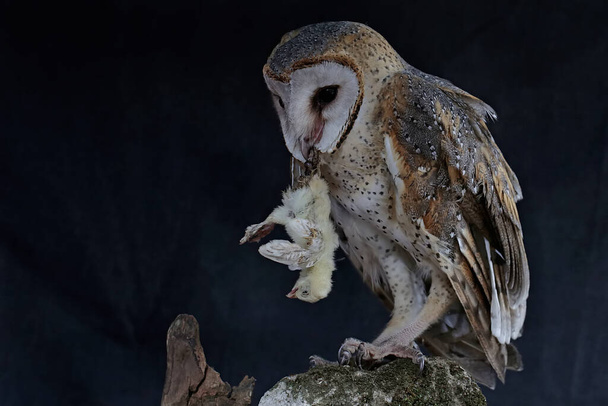 A common barn-owl is eating a newly hatched chick. This carnivorous bird has the scientific name Tyto alba. - Photo, Image