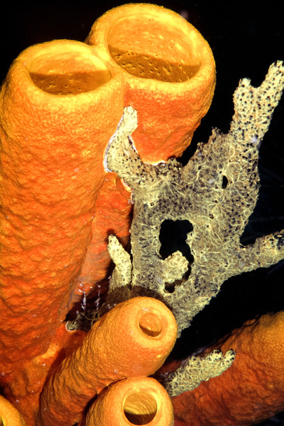 Тунбская губка
 - Фото, изображение