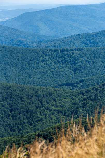 Хвойные леса в летних горах - Фото, изображение
