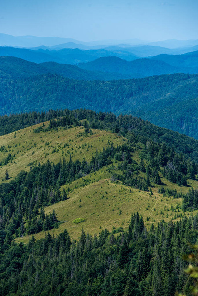 Хвойні ліси в літніх горах - Фото, зображення