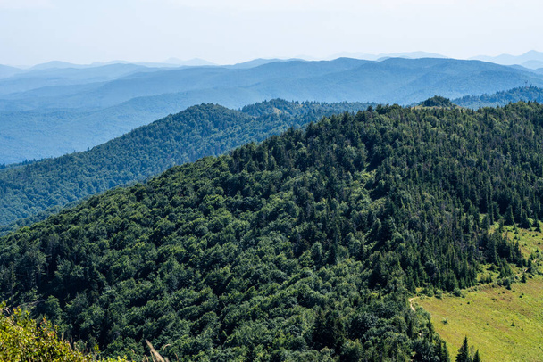 Bosque de coníferas en las montañas de verano - Foto, Imagen