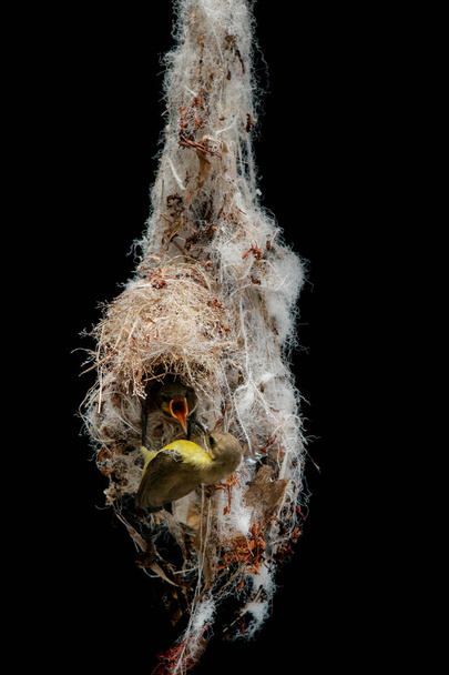 Olive Rücken Sonnenvogel Ansatz für die Landung auf hängendem Nest vor schwarzem Hintergrund lebender Rücken Sonnenvogel Ansatz für die Landung auf hängendem Nest vor schwarzem Hintergrund - Foto, Bild
