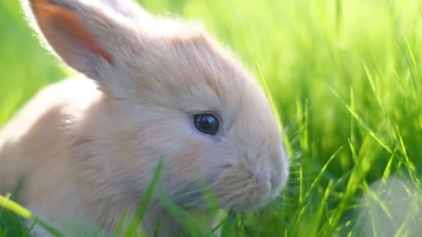 Gros plan d'un petit lapin rouge mangeant de l'herbe. Beau petit lapin moelleux sur herbe verte. - Séquence, vidéo