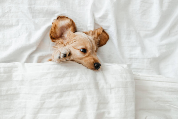 angol cocker spániel kiskutya fekszik az ágyon. Vicces pillanatok egy kutya háziállat életéből.. - Fotó, kép